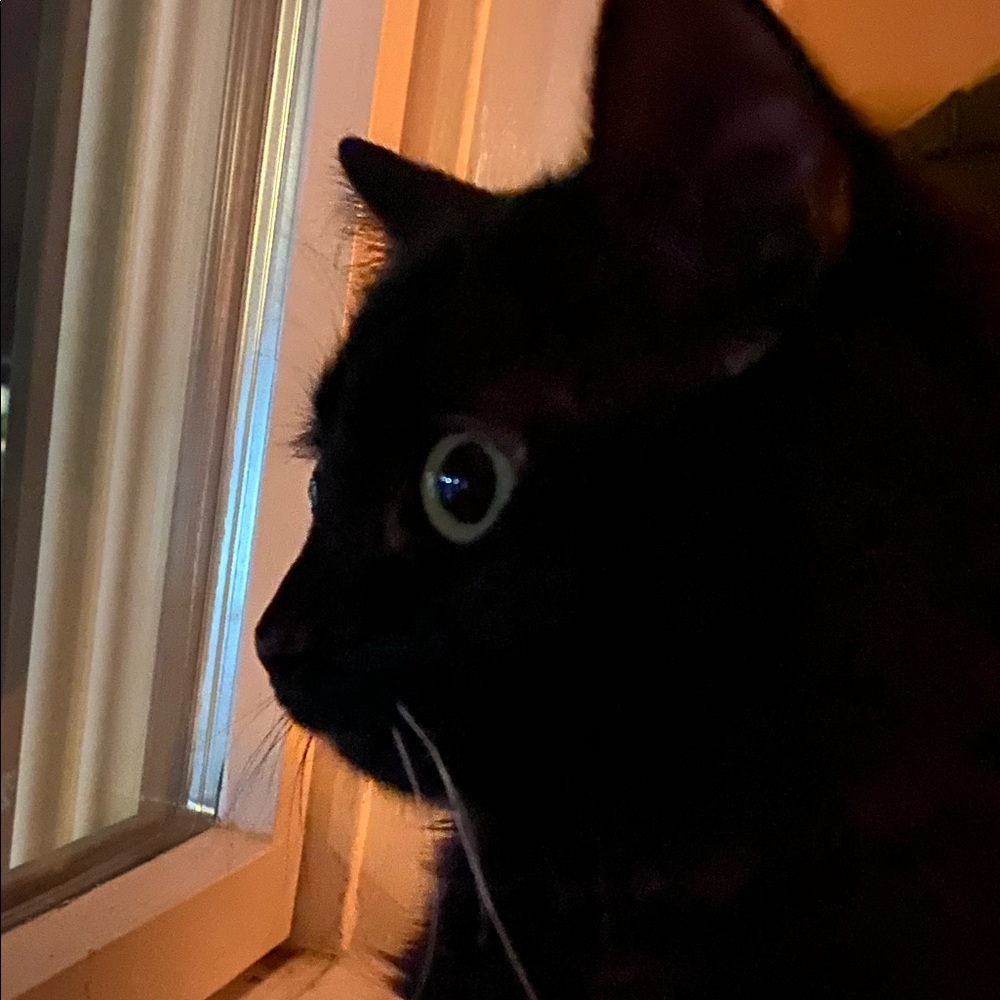 Fluffy - Picture 7 of 16